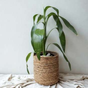 Handwoven raffia planter with a hidden tin interior, holding a green indoor plant beside soft natural light.