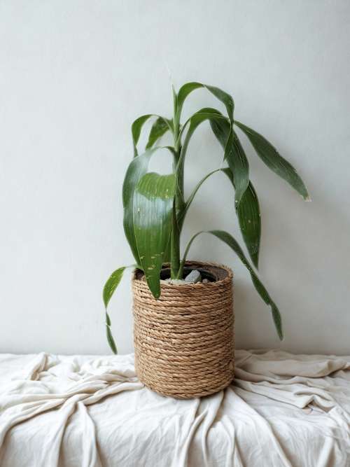 Handwoven raffia planter with a hidden tin interior, holding a green indoor plant beside soft natural light.